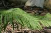 <img100*0:stuff/z/169023/Ferns/i1278793350_29.jpg>