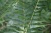 <img100*0:stuff/z/169023/Ferns/i1278793350_30.jpg>