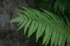 <img100*0:stuff/z/169023/Ferns/i1278793350_31.jpg>