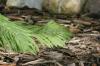 <img100*0:stuff/z/169023/Ferns/i1278793350_32.jpg>