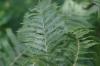 <img100*0:stuff/z/169023/Ferns/i1278793350_33.jpg>