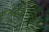 <img100*0:stuff/z/169023/Ferns/i1278793350_34.jpg>