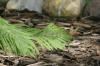 <img100*0:stuff/z/169023/Ferns/i1278793350_35.jpg>