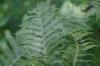 <img100*0:stuff/z/169023/Ferns/i1278793350_36.jpg>