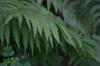 <img100*0:stuff/z/169023/Ferns/i1278793350_37.jpg>