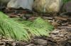 <img100*0:stuff/z/169023/Ferns/i1278793350_38.jpg>