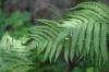 <img100*0:stuff/z/169023/Ferns/i1278793350_39.jpg>