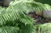 <img100*0:stuff/z/169023/Ferns/i1278793351_40.jpg>