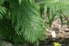 <img100*0:stuff/z/169023/Ferns/i1278793351_41.jpg>