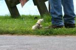 <img0*100:stuff/z/169023/Ferret/i1277151992_1.jpg>