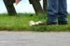 <img100*0:stuff/z/169023/Ferret/i1277151992_10.jpg>