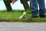 <img0*100:stuff/z/169023/Ferret/i1277151992_2.jpg>