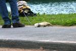 <img0*100:stuff/z/169023/Ferret/i1277151992_3.jpg>
