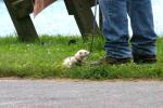 <img0*100:stuff/z/169023/Ferret/i1277151992_4.jpg>