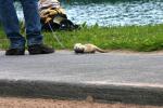 <img0*100:stuff/z/169023/Ferret/i1277151992_5.jpg>