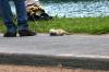 <img100*0:stuff/z/169023/Ferret/i1277151992_5.jpg>