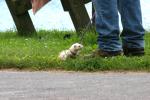 <img0*100:stuff/z/169023/Ferret/i1277151992_6.jpg>