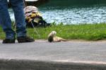 <img0*100:stuff/z/169023/Ferret/i1277151992_7.jpg>