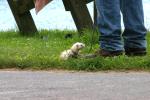 <img0*100:stuff/z/169023/Ferret/i1277151992_8.jpg>