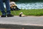 <img0*100:stuff/z/169023/Ferret/i1277151992_9.jpg>