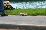 <img0*100:stuff/z/169023/Ferret/i1277151993_11.jpg>