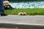 <img0*100:stuff/z/169023/Ferret/i1277151993_12.jpg>