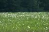<img100*0:stuff/z/169023/Field%2520Stock.1/i1277153380_20.jpg>
