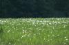<img100*0:stuff/z/169023/Field%2520Stock.1/i1277153380_23.jpg>