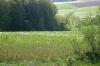 <img100*0:stuff/z/169023/Field%2520Stock.1/i1277153380_26.jpg>