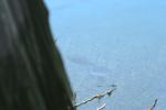 <img150*0:stuff/z/169023/Fish%2520Reference.1/i1278631637_1.jpg>