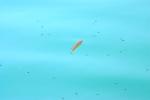 <img150*0:stuff/z/169023/Fish%2520Reference.1/i1278631637_11.jpg>