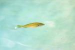 <img150*0:stuff/z/169023/Fish%2520Reference.1/i1278631637_12.jpg>