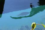 <img150*0:stuff/z/169023/Fish%2520Reference.1/i1278631637_13.jpg>