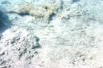 <img150*0:stuff/z/169023/Fish%2520Reference.1/i1278631637_15.jpg>