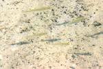 <img150*0:stuff/z/169023/Fish%2520Reference.1/i1278631637_16.jpg>