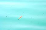 <img150*0:stuff/z/169023/Fish%2520Reference.1/i1278631637_17.jpg>