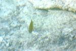 <img150*0:stuff/z/169023/Fish%2520Reference.1/i1278631637_18.jpg>
