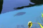 <img150*0:stuff/z/169023/Fish%2520Reference.1/i1278631637_19.jpg>
