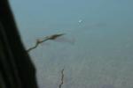 <img150*0:stuff/z/169023/Fish%2520Reference.1/i1278631637_2.jpg>