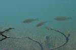 <img150*0:stuff/z/169023/Fish%2520Reference.1/i1278631637_20.jpg>