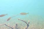 <img150*0:stuff/z/169023/Fish%2520Reference.1/i1278631637_3.jpg>