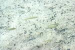 <img150*0:stuff/z/169023/Fish%2520Reference.1/i1278631637_4.jpg>