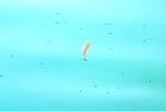 <img150*0:stuff/z/169023/Fish%2520Reference.1/i1278631637_5.jpg>