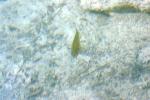 <img150*0:stuff/z/169023/Fish%2520Reference.1/i1278631637_6.jpg>