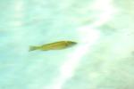 <img150*0:stuff/z/169023/Fish%2520Reference.1/i1278631637_7.jpg>