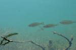 <img150*0:stuff/z/169023/Fish%2520Reference.1/i1278631637_8.jpg>