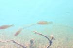 <img150*0:stuff/z/169023/Fish%2520Reference.1/i1278631637_9.jpg>