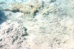 <img150*0:stuff/z/169023/Fish%2520Reference.1/i1278631638_21.jpg>