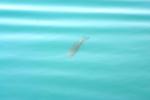 <img150*0:stuff/z/169023/Fish%2520Reference.1/i1278631638_23.jpg>