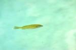 <img150*0:stuff/z/169023/Fish%2520Reference.1/i1278631638_24.jpg>